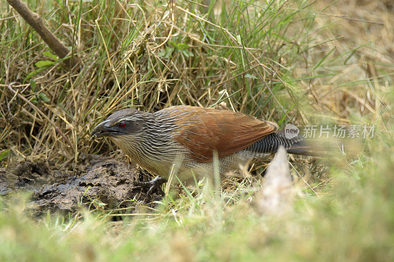 White-browed Coucal